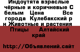 Индоутята взраслые чёрные и коричневые С белым › Цена ­ 450 - Все города, Кулебакский р-н Животные и растения » Птицы   . Алтайский край